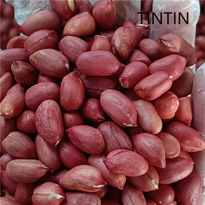اعلی معیار کی چینی سرخ جلد مونگ پھلی کی گٹھلی